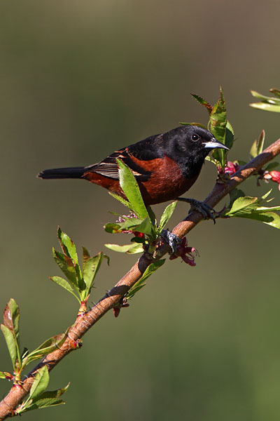 Orchard Oriole © Russ Chantler